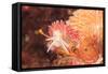 Nudibranch, Inside Passage, Sitka Area, Alaska, USA-Stuart Westmorland-Framed Stretched Canvas