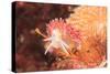 Nudibranch, Inside Passage, Sitka Area, Alaska, USA-Stuart Westmorland-Stretched Canvas