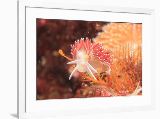 Nudibranch, Inside Passage, Sitka Area, Alaska, USA-Stuart Westmorland-Framed Premium Photographic Print