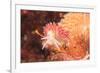 Nudibranch, Inside Passage, Sitka Area, Alaska, USA-Stuart Westmorland-Framed Premium Photographic Print