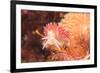 Nudibranch, Inside Passage, Sitka Area, Alaska, USA-Stuart Westmorland-Framed Premium Photographic Print