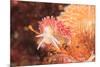 Nudibranch, Inside Passage, Sitka Area, Alaska, USA-Stuart Westmorland-Mounted Premium Photographic Print