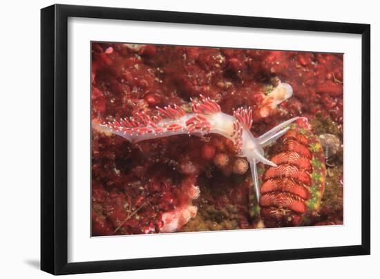 Nudibranch, Inside Passage, Sitka Area, Alaska, USA-Stuart Westmorland-Framed Photographic Print