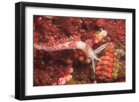 Nudibranch, Inside Passage, Sitka Area, Alaska, USA-Stuart Westmorland-Framed Photographic Print