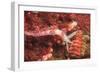 Nudibranch, Inside Passage, Sitka Area, Alaska, USA-Stuart Westmorland-Framed Photographic Print