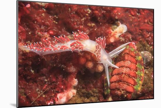 Nudibranch, Inside Passage, Sitka Area, Alaska, USA-Stuart Westmorland-Mounted Photographic Print