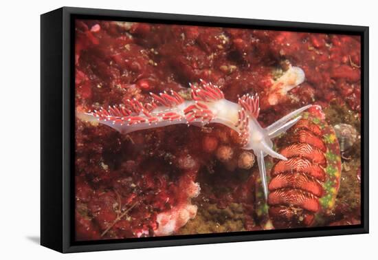 Nudibranch, Inside Passage, Sitka Area, Alaska, USA-Stuart Westmorland-Framed Stretched Canvas