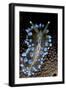 Nudibranch (Janolus Cristatus) Vela Luka, Korcula Island, Croatia, Adriatic Sea, Mediterranean-Franco Banfi-Framed Photographic Print