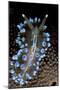 Nudibranch (Janolus Cristatus) Vela Luka, Korcula Island, Croatia, Adriatic Sea, Mediterranean-Franco Banfi-Mounted Photographic Print