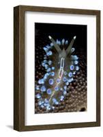 Nudibranch (Janolus Cristatus) Vela Luka, Korcula Island, Croatia, Adriatic Sea, Mediterranean-Franco Banfi-Framed Photographic Print