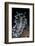 Nudibranch (Janolus Cristatus) Vela Luka, Korcula Island, Croatia, Adriatic Sea, Mediterranean-Franco Banfi-Framed Photographic Print