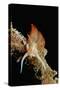 Nudibranch Laying Eggs (Godiva Banyulensis), Mediterranean Sea.-Reinhard Dirscherl-Stretched Canvas