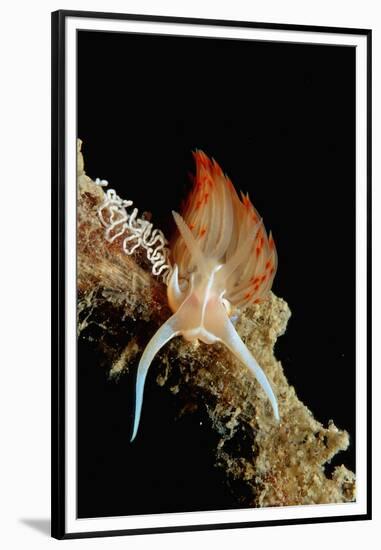 Nudibranch Laying Eggs (Godiva Banyulensis), Mediterranean Sea.-Reinhard Dirscherl-Framed Premium Photographic Print