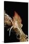 Nudibranch Laying Eggs (Godiva Banyulensis), Mediterranean Sea.-Reinhard Dirscherl-Stretched Canvas