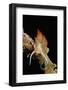 Nudibranch Laying Eggs (Godiva Banyulensis), Mediterranean Sea.-Reinhard Dirscherl-Framed Photographic Print