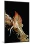 Nudibranch Laying Eggs (Godiva Banyulensis), Mediterranean Sea.-Reinhard Dirscherl-Mounted Photographic Print