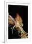 Nudibranch Laying Eggs (Godiva Banyulensis), Mediterranean Sea.-Reinhard Dirscherl-Framed Photographic Print