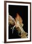 Nudibranch Laying Eggs (Godiva Banyulensis), Mediterranean Sea.-Reinhard Dirscherl-Framed Photographic Print