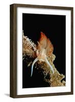 Nudibranch Laying Eggs (Godiva Banyulensis), Mediterranean Sea.-Reinhard Dirscherl-Framed Photographic Print