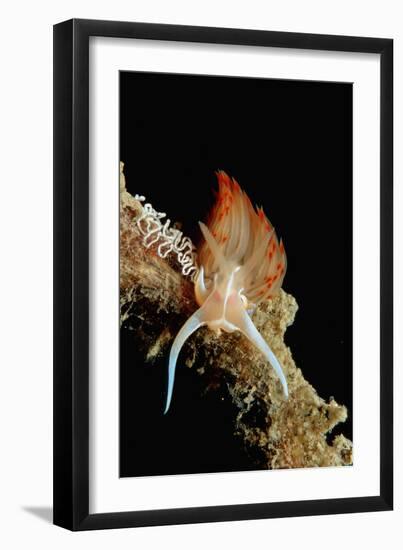 Nudibranch Laying Eggs (Godiva Banyulensis), Mediterranean Sea.-Reinhard Dirscherl-Framed Photographic Print