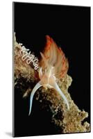 Nudibranch Laying Eggs (Godiva Banyulensis), Mediterranean Sea.-Reinhard Dirscherl-Mounted Photographic Print