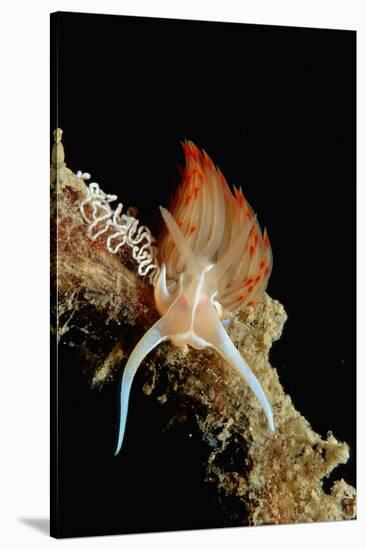 Nudibranch Laying Eggs (Godiva Banyulensis), Mediterranean Sea.-Reinhard Dirscherl-Stretched Canvas