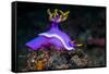 Nudibranch, Lembeh Strait, North Sulawesi, Indonesia-Georgette Douwma-Framed Stretched Canvas