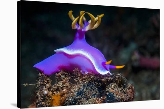 Nudibranch, Lembeh Strait, North Sulawesi, Indonesia-Georgette Douwma-Stretched Canvas