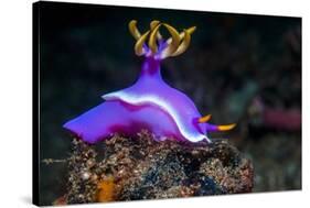 Nudibranch, Lembeh Strait, North Sulawesi, Indonesia-Georgette Douwma-Stretched Canvas