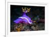 Nudibranch, Lembeh Strait, North Sulawesi, Indonesia-Georgette Douwma-Framed Photographic Print