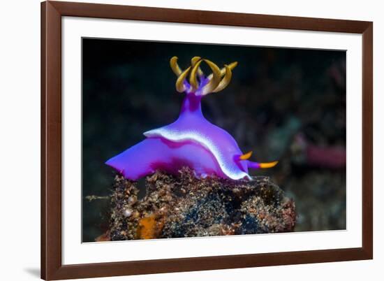 Nudibranch, Lembeh Strait, North Sulawesi, Indonesia-Georgette Douwma-Framed Photographic Print