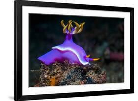 Nudibranch, Lembeh Strait, North Sulawesi, Indonesia-Georgette Douwma-Framed Photographic Print