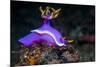 Nudibranch, Lembeh Strait, North Sulawesi, Indonesia-Georgette Douwma-Mounted Photographic Print
