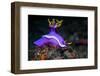 Nudibranch, Lembeh Strait, North Sulawesi, Indonesia-Georgette Douwma-Framed Photographic Print