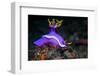 Nudibranch, Lembeh Strait, North Sulawesi, Indonesia-Georgette Douwma-Framed Photographic Print