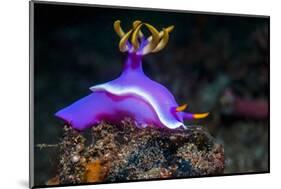 Nudibranch, Lembeh Strait, North Sulawesi, Indonesia-Georgette Douwma-Mounted Photographic Print