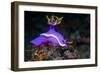 Nudibranch, Lembeh Strait, North Sulawesi, Indonesia-Georgette Douwma-Framed Photographic Print