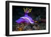 Nudibranch, Lembeh Strait, North Sulawesi, Indonesia-Georgette Douwma-Framed Photographic Print