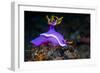 Nudibranch, Lembeh Strait, North Sulawesi, Indonesia-Georgette Douwma-Framed Photographic Print