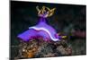 Nudibranch, Lembeh Strait, North Sulawesi, Indonesia-Georgette Douwma-Mounted Photographic Print