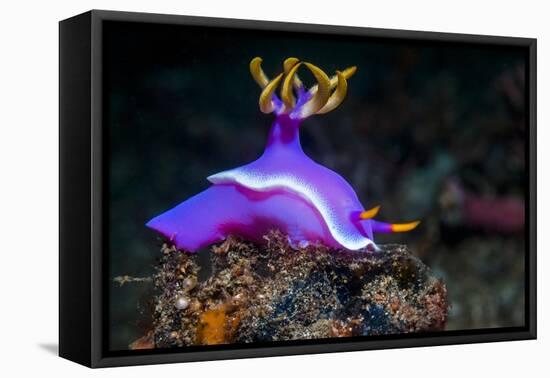 Nudibranch, Lembeh Strait, North Sulawesi, Indonesia-Georgette Douwma-Framed Stretched Canvas