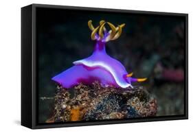 Nudibranch, Lembeh Strait, North Sulawesi, Indonesia-Georgette Douwma-Framed Stretched Canvas