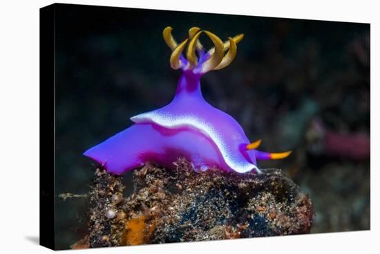 Nudibranch, Lembeh Strait, North Sulawesi, Indonesia-Georgette Douwma-Stretched Canvas