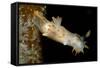 Nudibranch (Limacia Clavigera), Atlantic Ocean.-Reinhard Dirscherl-Framed Stretched Canvas