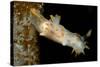 Nudibranch (Limacia Clavigera), Atlantic Ocean.-Reinhard Dirscherl-Stretched Canvas