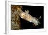 Nudibranch (Limacia Clavigera), Atlantic Ocean.-Reinhard Dirscherl-Framed Photographic Print