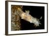 Nudibranch (Limacia Clavigera), Atlantic Ocean.-Reinhard Dirscherl-Framed Photographic Print