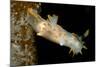 Nudibranch (Limacia Clavigera), Atlantic Ocean.-Reinhard Dirscherl-Mounted Photographic Print