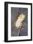 Nudibranch (Limacia Clavigera) Feeding on Sea Matt Bryozoan, Growing on Kelp Frond, Shetlands, UK-Alex Mustard-Framed Photographic Print