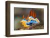 nudibranch on a coral reef, indonesia-alex mustard-Framed Photographic Print